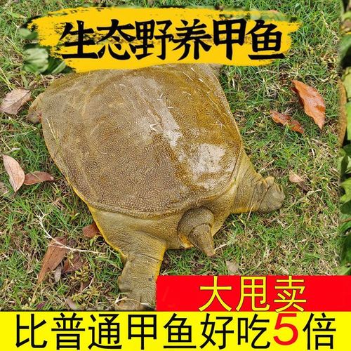 甲优甲优 生态野养甲鱼，原生态稻田水鱼的品质之选